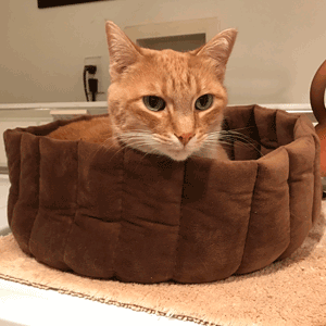 Mitchner McGarrulous in His Bed